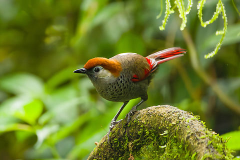 Red-tailed Laughingthrush, Quảng Ng&atilde;i, Vietnam  Asia,Geotagged,Kon Tum,Red-tailed Laughingthrush,Spring,Trochalopteron milnei,Vietnam,Vietnam 2025