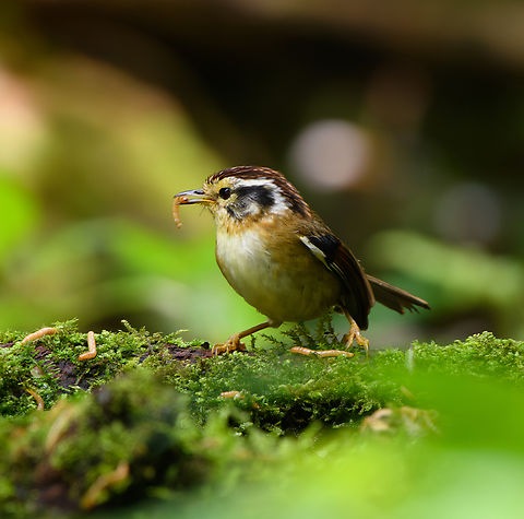 Rufous-winged Fulvetta, Quảng Ng&atilde;i, Vietnam Gorging on worms near the hide. Alcippe castaneceps,Asia,Geotagged,Kon Tum,Rufous-winged fulvetta,Spring,Vietnam,Vietnam 2025