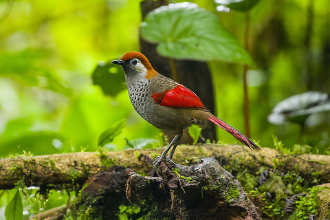 Red-tailed Laughingthrush, Quảng Ng&atilde;i, Vietnam  Asia,Geotagged,Kon Tum,Red-tailed Laughingthrush,Spring,Trochalopteron milnei,Vietnam,Vietnam 2025