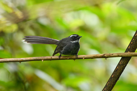 White-throated Fantail, Quảng Ng&atilde;i, Vietnam For fans of fancy fans. Asia,Geotagged,Kon Tum,Rhipidura albicollis,Spring,Vietnam,Vietnam 2025,White-throated Fantail