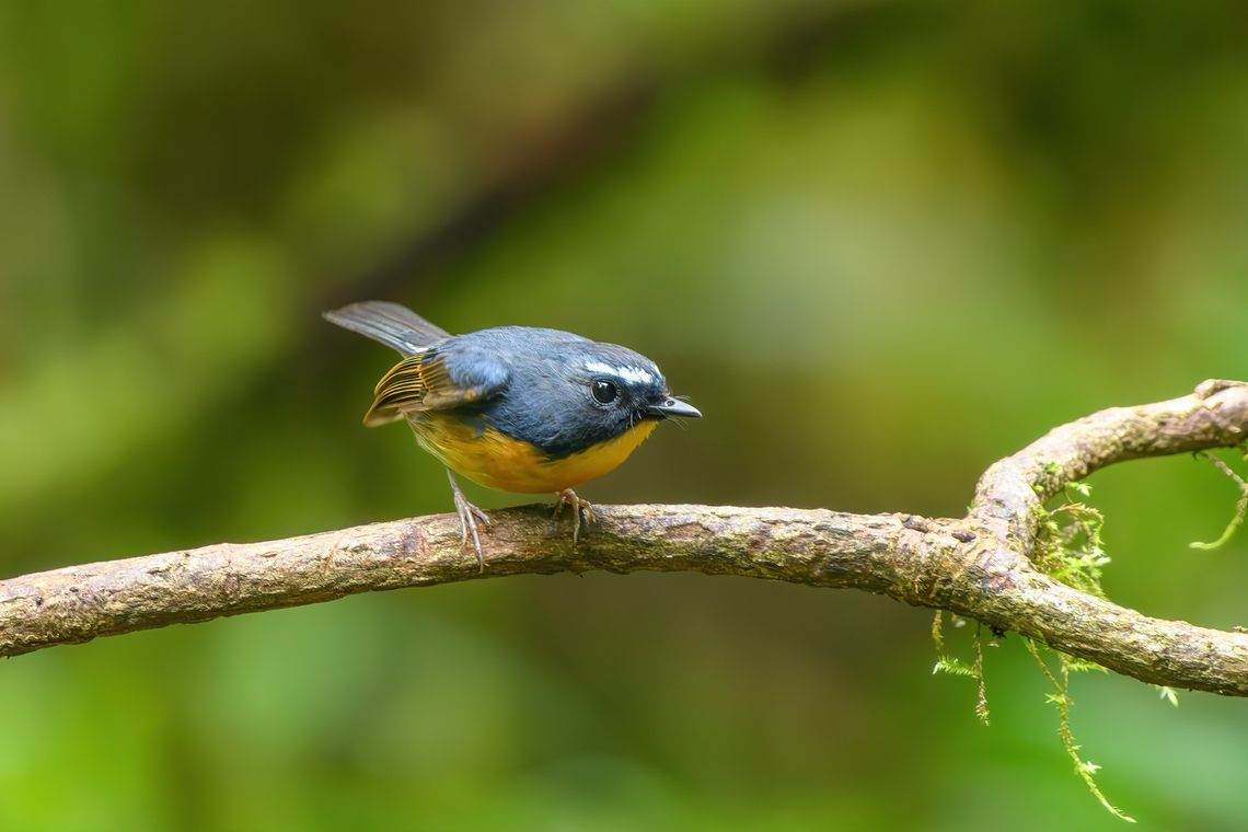 Snowy-browed Flycatcher (male), Quảng Ng&atilde;i, Vietnam  Asia,Ficedula hyperythra,Geotagged,Kon Tum,Snowy-browed Flycatcher,Spring,Vietnam,Vietnam 2025