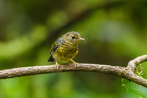 Snowy-browed Flycatcher (juvenile), Quảng Ng&atilde;i, Vietnam Juvenile. Asia,Ficedula hyperythra,Geotagged,Kon Tum,Snowy-browed Flycatcher,Spring,Vietnam,Vietnam 2025