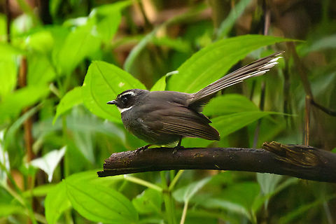 White-throated Fantail, Quảng Ng&atilde;i, Vietnam  Asia,Geotagged,Kon Tum,Rhipidura albicollis,Spring,Vietnam,Vietnam 2025,White-throated Fantail