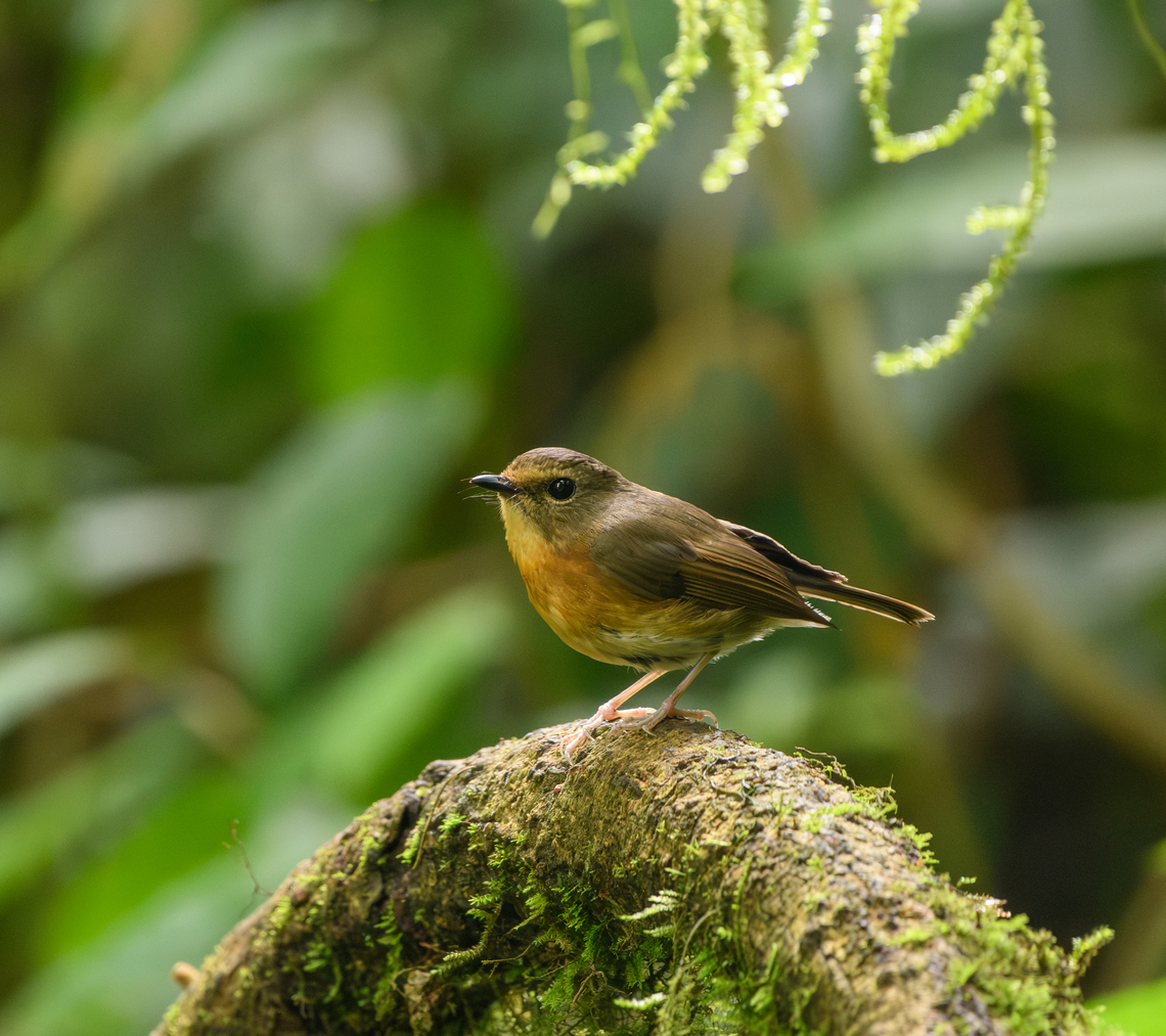 Snowy-browed Flycatcher (female), Quảng Ng&atilde;i, Vietnam  Asia,Ficedula hyperythra,Geotagged,Kon Tum,Snowy-browed Flycatcher,Spring,Vietnam,Vietnam 2025