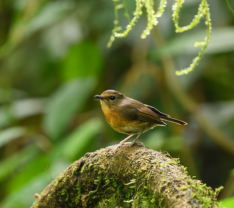 Snowy-browed Flycatcher (female), Quảng Ng&atilde;i, Vietnam  Asia,Ficedula hyperythra,Geotagged,Kon Tum,Snowy-browed Flycatcher,Spring,Vietnam,Vietnam 2025