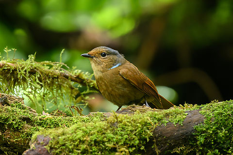 Large Niltava (female), Quảng Ng&atilde;i, Vietnam  Asia,Geotagged,Kon Tum,Large Niltava,Niltava grandis,Spring,Vietnam,Vietnam 2025