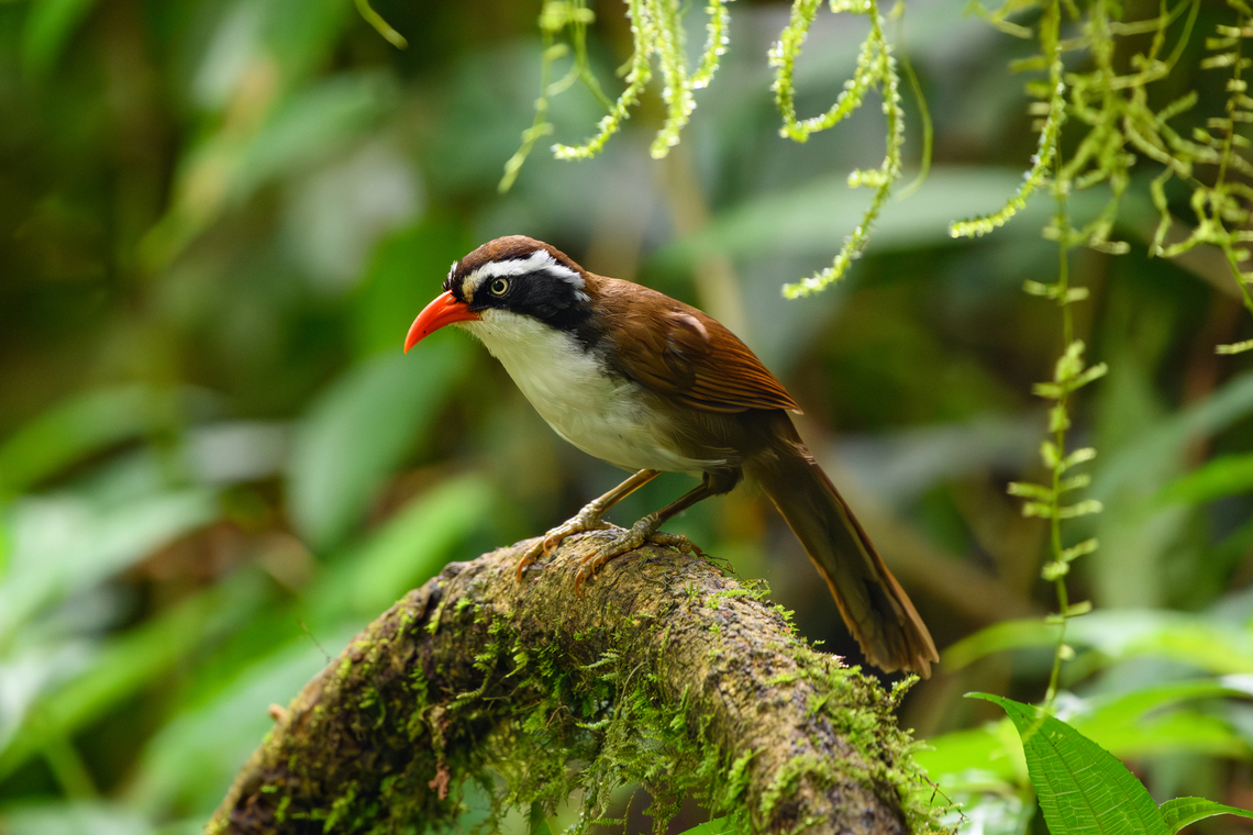 Brown-crowned Scimitar Babbler, Quảng Ng&atilde;i, Vietnam Montane bird that rarely shows. Sometimes also called "Brown-backed" instead of "Brown-crowned". Asia,Brown-crowned scimitar babbler,Geotagged,Kon Tum,Pomatorhinus phayrei,Spring,Vietnam,Vietnam 2025