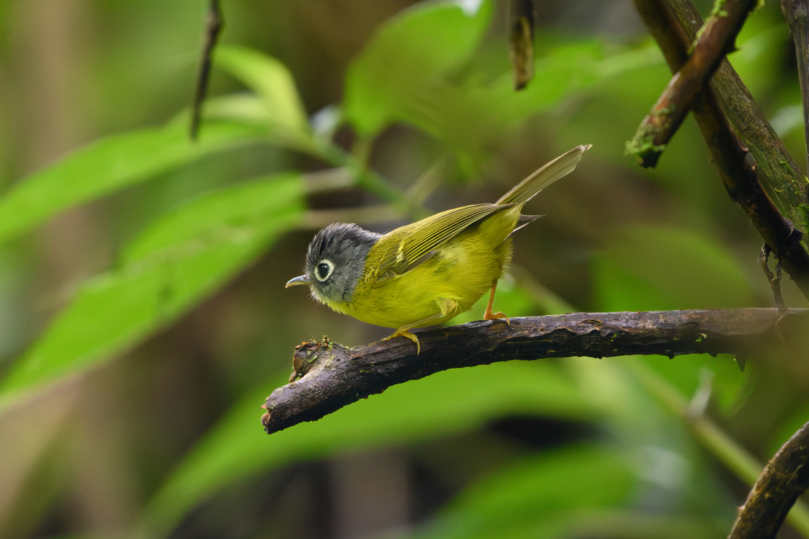 Grey-cheeked Warbler, Quảng Ng&atilde;i, Vietnam  Asia,Geotagged,Grey-cheeked warbler,Kon Tum,Phylloscopus poliogenys,Spring,Vietnam,Vietnam 2025
