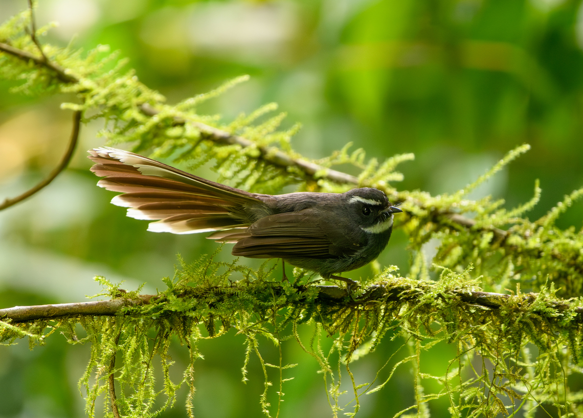 White-throated Fantail, Quảng Ng&atilde;i, Vietnam  Asia,Geotagged,Kon Tum,Rhipidura albicollis,Spring,Vietnam,Vietnam 2025,White-throated Fantail