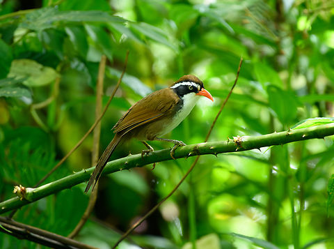 Brown-crowned Scimitar Babbler, Quảng Ng&atilde;i, Vietnam  Asia,Brown-crowned Scimitar Babbler,Geotagged,Kon Tum,Pomatorhinus phayrei,Spring,Vietnam,Vietnam 2025