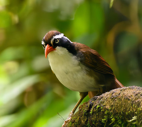 Brown-crowned Scimitar Babbler, Quảng Ng&atilde;i, Vietnam  Asia,Brown-crowned Scimitar Babbler,Geotagged,Kon Tum,Pomatorhinus phayrei,Spring,Vietnam,Vietnam 2025