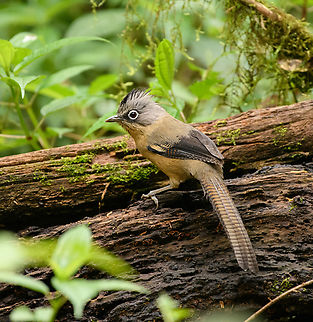 Black-crowned Barwing, Quảng Ng&atilde;i, Vietnam  Actinodura sodangorum,Asia,Black-crowned Barwing,Geotagged,Kon Tum,Spring,Vietnam,Vietnam 2025