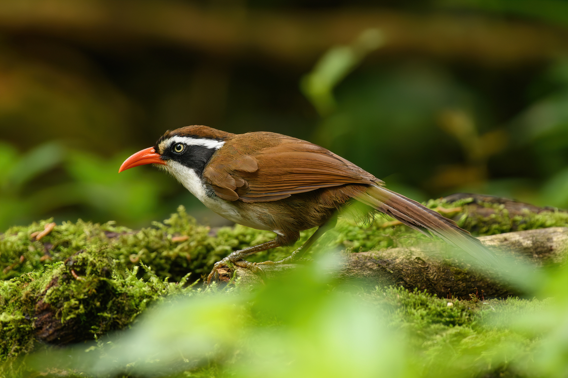 Brown-crowned Scimitar Babbler, Quảng Ng&atilde;i, Vietnam  Asia,Brown-crowned Scimitar Babbler,Geotagged,Kon Tum,Pomatorhinus phayrei,Spring,Vietnam,Vietnam 2025