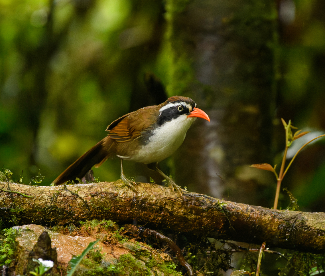 Brown-crowned Scimitar Babbler, Quảng Ng&atilde;i, Vietnam  Asia,Brown-crowned Scimitar Babbler,Geotagged,Kon Tum,Pomatorhinus phayrei,Spring,Vietnam,Vietnam 2025