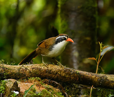 Brown-crowned Scimitar Babbler, Quảng Ng&atilde;i, Vietnam  Asia,Brown-crowned Scimitar Babbler,Geotagged,Kon Tum,Pomatorhinus phayrei,Spring,Vietnam,Vietnam 2025
