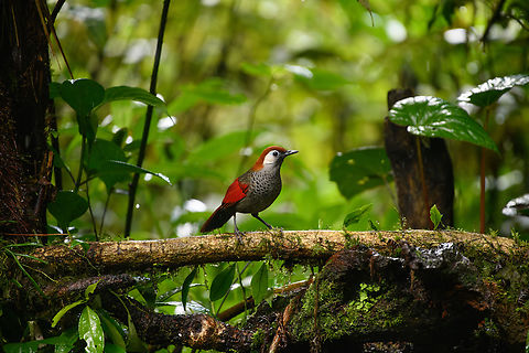 Red-tailed Laughingthrush, Quảng Ng&atilde;i, Vietnam  Asia,Geotagged,Kon Tum,Red-tailed Laughingthrush,Spring,Trochalopteron milnei,Vietnam,Vietnam 2025