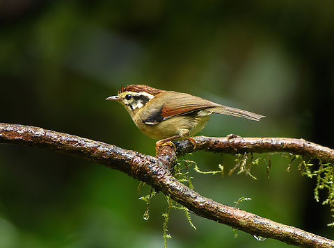 Rufous-winged Fulvetta, Quảng Ng&atilde;i, Vietnam  Alcippe castaneceps,Asia,Geotagged,Kon Tum,Rufous-winged Fulvetta,Spring,Vietnam,Vietnam 2025