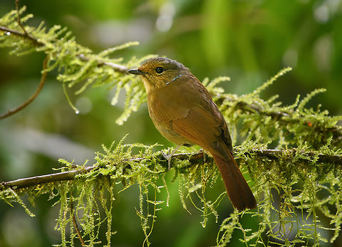 Large Niltava (female), Quảng Ng&atilde;i, Vietnam  Asia,Geotagged,Kon Tum,Large Niltava,Niltava grandis,Spring,Vietnam,Vietnam 2025