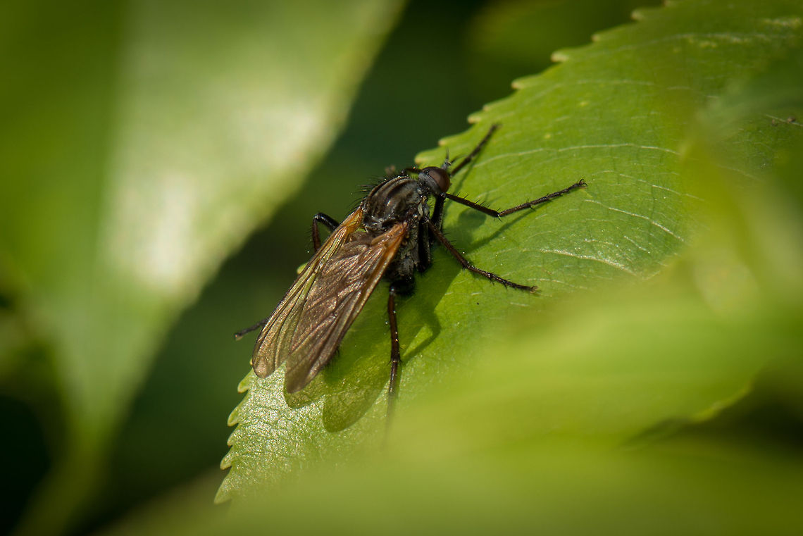 Unidentified winged insect, Heesch, the Netherlands  Empis tessellata,Europe,Heesch,Macro,Netherlands