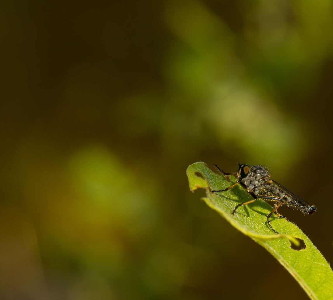 Robber fly in full sun on leaf, Heesch, the Netherlands I used the following guide (in dutch) for the identification:<br />
<br />
<a href="http://waarneming.nl/download/fotogidsAsilidae.pdf" rel="nofollow">http://waarneming.nl/download/fotogidsAsilidae.pdf</a><br />
<br />
I had some confidence in being correct based on its size, legs and hair growth, but further research learns that this particular species is rare in the Netherlands, and often seen in an area different from where I captured it. Therefore, I'm now in doubt about the correctness. Europe,Heesch,Macro,Neoitamus cothurnatus,Netherlands
