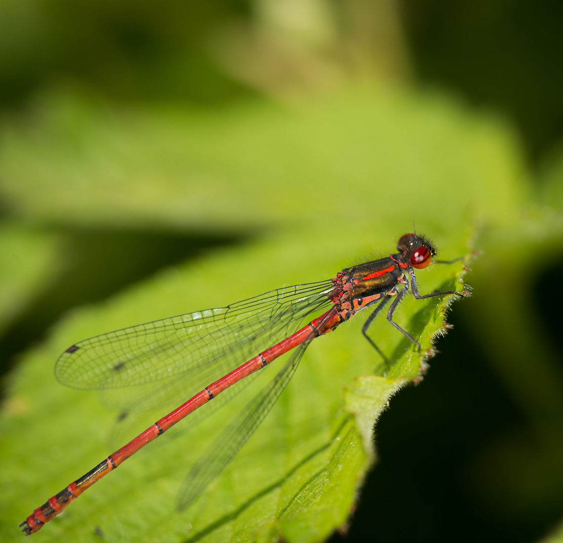 Large Red Damselfly macro, Heesch, the Netherlands I know this photo looks similar to another one I just shared, only a little closer. I shared it to show of my new gear. Note how the damselfly&#039;s eye reflects on 3 light sources? One is the sun, the other 2 are from my new macro flash kit:<br />
<br />
<a href="http://www.ferdychristant.com/blog//archive/DOMM-9K7CYS" rel="nofollow">http://www.ferdychristant.com/blog//archive/DOMM-9K7CYS</a> Europe,Heesch,Large Red Damselfly,Macro,Netherlands,Pyrrhosoma nymphula