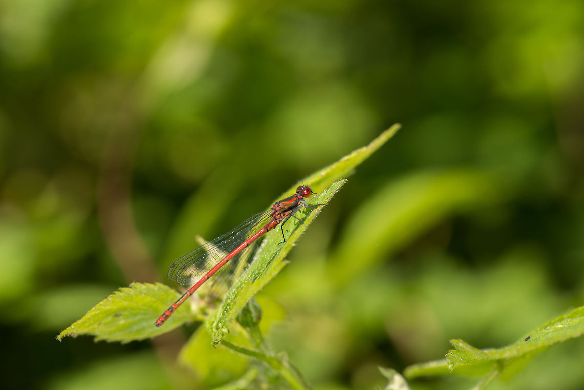 Ruddy Darter, full body view and habitat, Heesch, the Netherlands In most places in the world, finding dragonflies requires to ingredients: water nearby and a solid temperature. Europe,Heesch,Large Red Damselfly,Macro,Netherlands,Pyrrhosoma nymphula