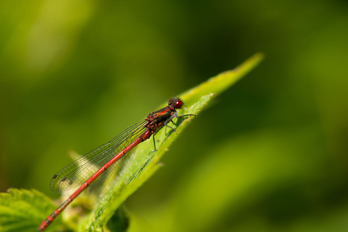 Large red damselfly closeup, Heesch, the Netherlands A field tip for photographing dragonflies/damselflies: you can go look for them during early morning. They will be hard to find, but at least they will sit still. If you&#039;re not a morning person, like me, go at the hottest time of the day, and they will be very easy to spot, yet they are quite active. The trick to still capture them during activity is to spend a long time in their immediate presence. They will get used to you and often return to the same leaf or twig.  Europe,Heesch,Large Red Damselfly,Macro,Netherlands,Pyrrhosoma nymphula
