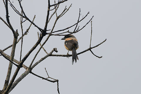 Long-tailed Shrike, Quảng Ng&atilde;i, Vietnam  Asia,Geotagged,Kon Tum,Lanius schach,Long-tailed Shrike,Spring,Vietnam,Vietnam 2025
