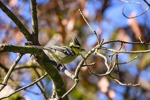 Yellow-cheeked Tit, Quảng Ng&atilde;i, Vietnam  Asia,Geotagged,Kon Tum,Machlolophus spilonotus,Spring,Vietnam,Vietnam 2025,Yellow-cheeked Tit