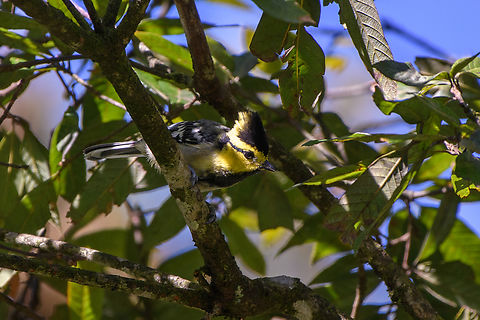 Yellow-cheeked Tit, Quảng Ng&atilde;i, Vietnam  Asia,Geotagged,Kon Tum,Machlolophus spilonotus,Spring,Vietnam,Vietnam 2025,Yellow cheeked tit