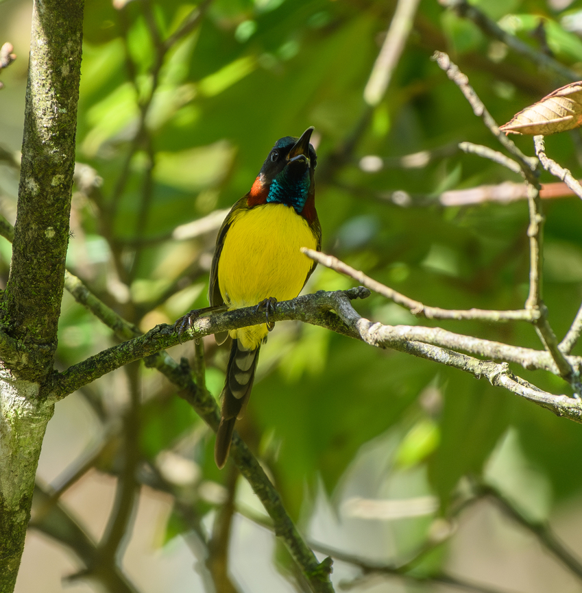 Green-tailed Sunbird, Quảng Ng&atilde;i, Vietnam  Aethopyga nipalensis,Asia,Geotagged,Green-tailed sunbird,Kon Tum,Spring,Vietnam,Vietnam 2025