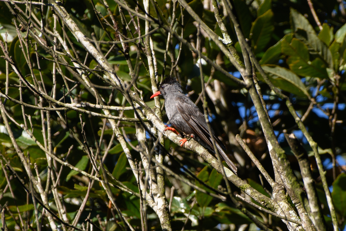 Black Bulbul, Quảng Ng&atilde;i, Vietnam  Asia,Black Bulbul,Geotagged,Hypsipetes leucocephalus,Kon Tum,Spring,Vietnam,Vietnam 2025