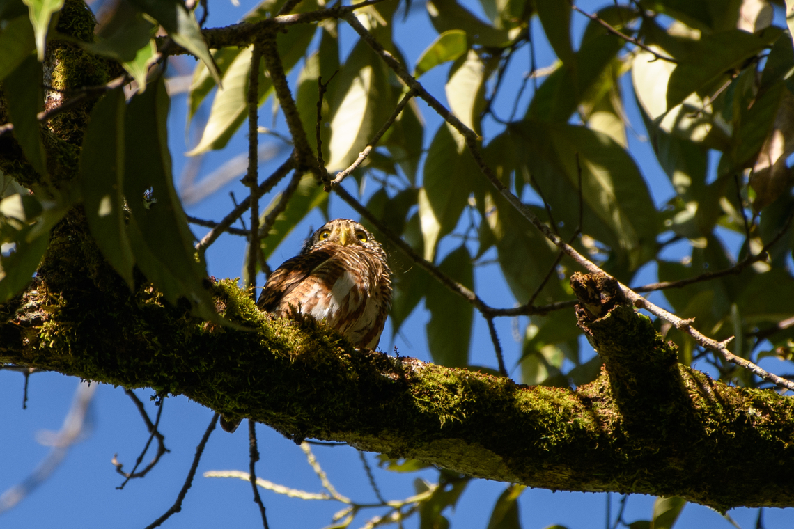 Collared Owlet, Quảng Ng&atilde;i, Vietnam  Asia,Collared owlet,Geotagged,Glaucidium brodiei,Kon Tum,Spring,Vietnam,Vietnam 2025
