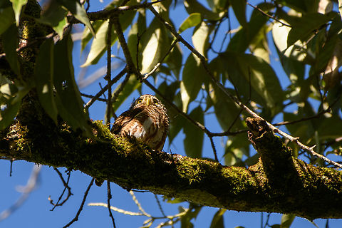 Collared Owlet, Quảng Ng&atilde;i, Vietnam  Asia,Collared owlet,Geotagged,Glaucidium brodiei,Kon Tum,Spring,Vietnam,Vietnam 2025
