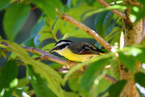 Red-tailed Minla, Quảng Ng&atilde;i, Vietnam Our guide mentioned that this was the first time he saw this species in 5 years. The bird has a significant range but is not often observed, in Vietnam even less. Asia,Geotagged,Kon Tum,Minla ignotincta,Spring,Vietnam,Vietnam 2025,red-tailed minla