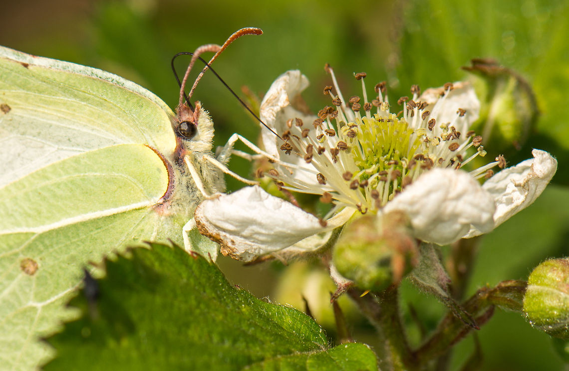 Closeup of Brimstone feeding on nectar of white flower, Heesch, the Netherlands As it was the hottest time of day, these brimstones were very active. However, upon finding a plant like this, for a few seconds they were in trance, unaware of their surroundings. I guess butterflies are always in a hurry, since they typically only live for a few weeks at most. Common Brimstone,Europe,Gonepteryx rhamni,Heesch,Macro,Netherlands