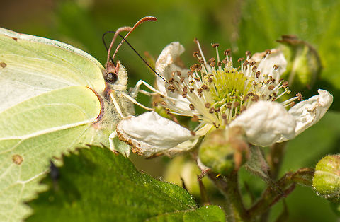 Closeup of Brimstone feeding on nectar of white flower, Heesch, the Netherlands As it was the hottest time of day, these brimstones were very active. However, upon finding a plant like this, for a few seconds they were in trance, unaware of their surroundings. I guess butterflies are always in a hurry, since they typically only live for a few weeks at most. Common Brimstone,Europe,Gonepteryx rhamni,Heesch,Macro,Netherlands