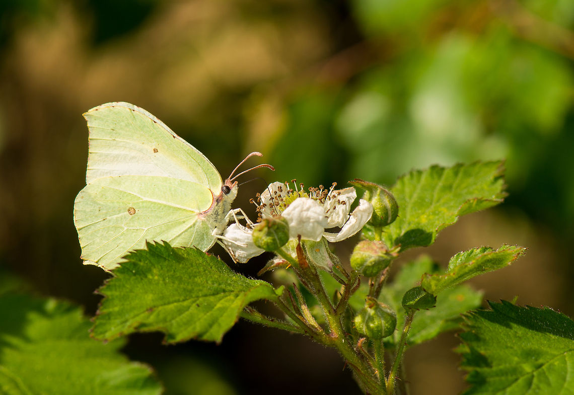Common Brimstone feeding on white flower's nectar, Heesch, the Netherlands Closeup: <figure class="photo"><a href="https://www.jungledragon.com/image/17374/closeup_of_brimstone_feeding_on_nectar_of_white_flower_heesch_the_netherlands.html" title="Closeup of Brimstone feeding on nectar of white flower, Heesch, the Netherlands"><img src="https://s3.amazonaws.com/media.jungledragon.com/images/2/17374_thumb.jpg?AWSAccessKeyId=05GMT0V3GWVNE7GGM1R2&Expires=1770854410&Signature=U5ND8ONCH187i66BZMRv3nOl5ZU%3D" width="200" height="132" alt="Closeup of Brimstone feeding on nectar of white flower, Heesch, the Netherlands As it was the hottest time of day, these brimstones were very active. However, upon finding a plant like this, for a few seconds they were in trance, unaware of their surroundings. I guess butterflies are always in a hurry, since they typically only live for a few weeks at most. Common Brimstone,Europe,Gonepteryx rhamni,Heesch,Macro,Netherlands" /></a></figure> Common Brimstone,Europe,Gonepteryx rhamni,Heesch,Macro,Netherlands