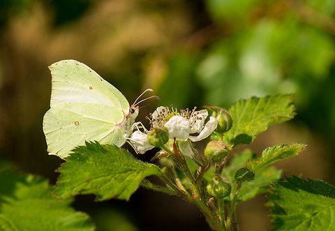 Common Brimstone feeding on white flower's nectar, Heesch, the Netherlands Closeup: http://www.jungledragon.com/image/17374/closeup_of_brimstone_feeding_on_nectar_of_white_flower_heesch_the_netherlands.html Common Brimstone,Europe,Gonepteryx rhamni,Heesch,Macro,Netherlands
