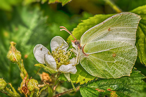Common Brimstone in HDR, Heesch, the Netherlands I know this kind of post processing is not everybody's cup of tea, but I wanted to maximize the detail on the wings in this case. As they are very light, they are easily overexposed.  Common Brimstone,Europe,Gonepteryx rhamni,HDR,Heesch,Macro,Netherlands