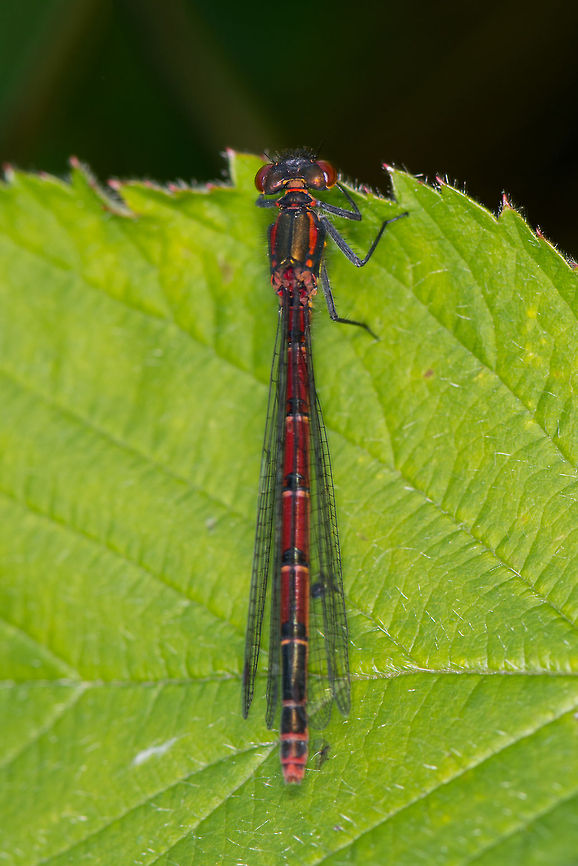 Large Red Damselfly hanging on leaf, Heesch, the Netherlands  Europe,Heesch,Large Red Damselfly,Macro,Netherlands,Pyrrhosoma nymphula