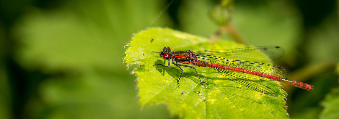 Large Red Damselfly, Heesch, the Netherlands Widescreen crop. Europe,Heesch,Large Red Damselfly,Macro,Netherlands,Pyrrhosoma nymphula