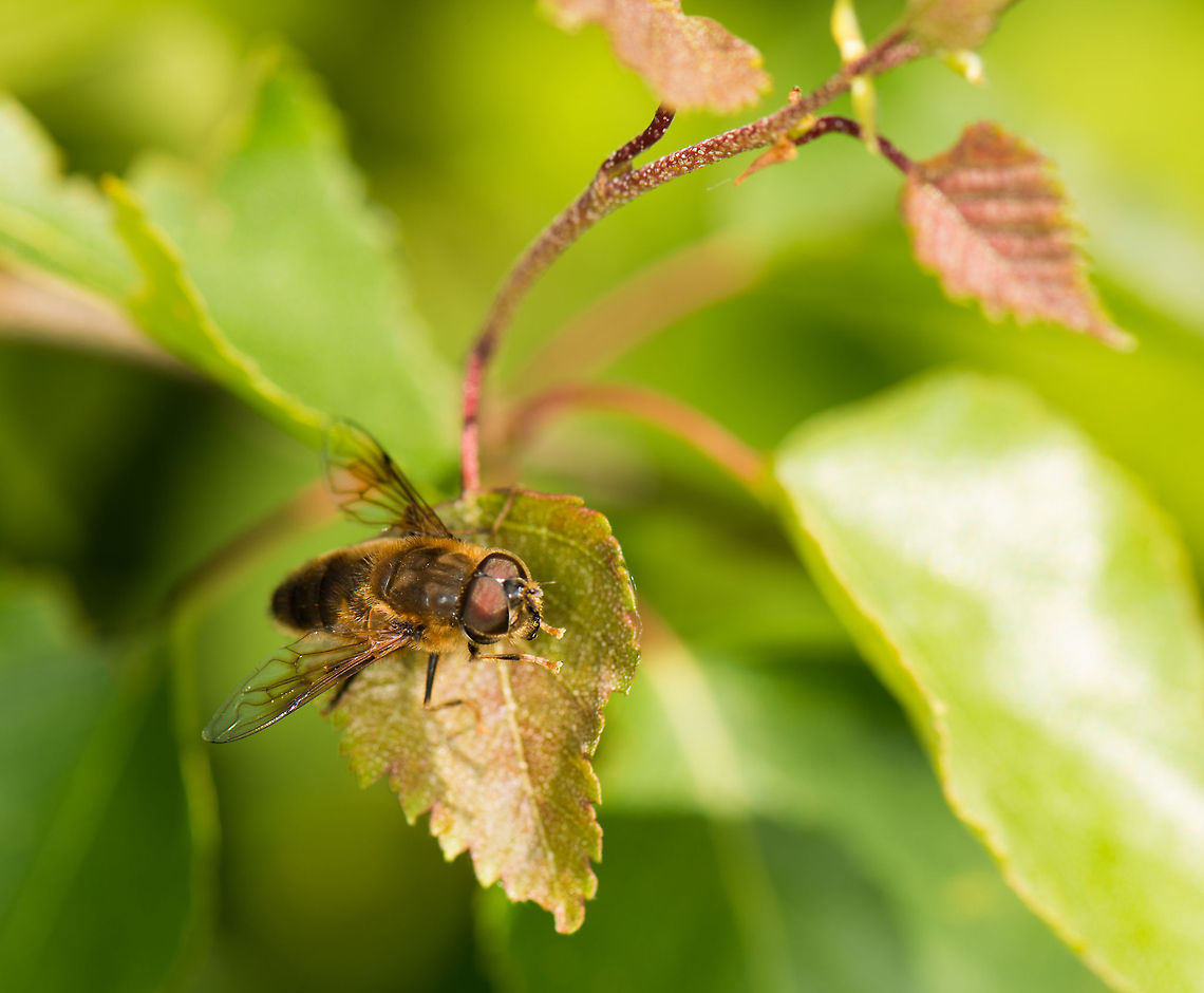 Eristalis pertinax, Heesch, the Netherlands  Eristalis pertinax,Europe,Heesch,Macro,Netherlands,Tapered Drone Fly