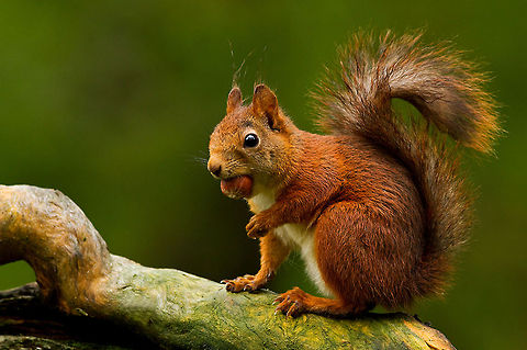 Red squirrel posing A lovely red squirrel captured by @Henrik Just in Norway. Forest,Mammals,Norway,Red Squirrel,Sciurus vulgaris,Squirrel