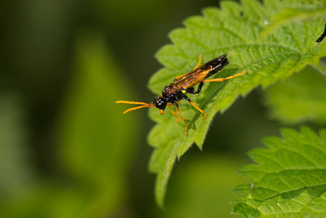 Tenthredo campestris, Heesch, the Netherlands  Europe,Heesch,Macro,Netherlands,Tenthredo campestris