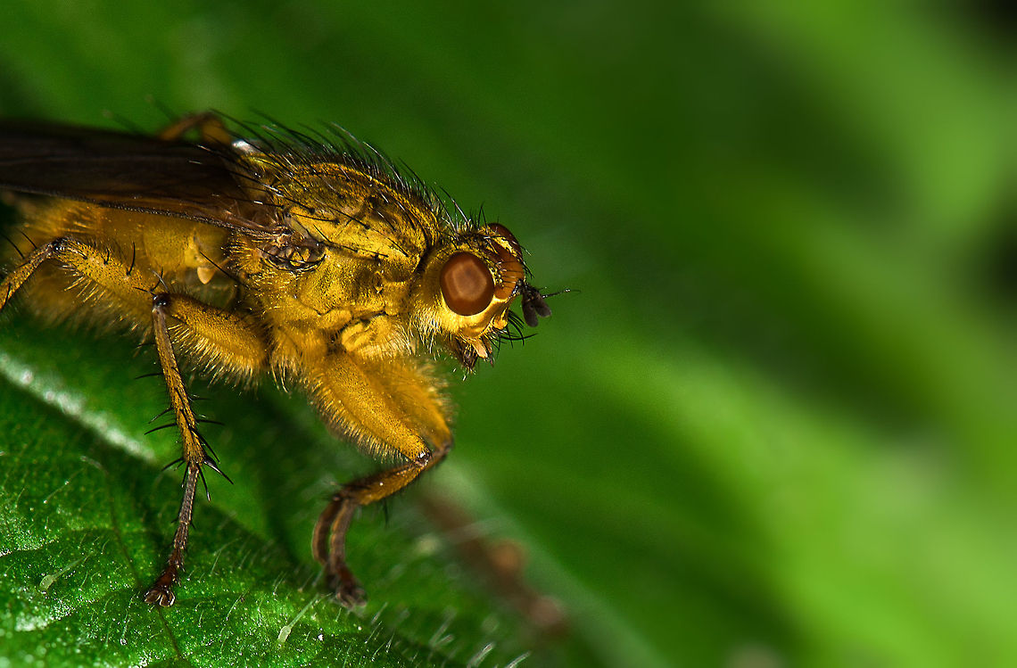 Golden Dung Fly extreme closeup, Netherlands Some details on the making of: if you check the eyes, you see two vague light sources reflected, these are the 2 flash units on my new R1C1 macro flash kit. In this case you see more light coming from the right compared to the left, illuminating the flies&#039; face. Hand-held at F16, ISO 100, means almost no light enters the sensor, so flash really was a must in this case. Europe,Golden dung fly,Heesch,Macro,Netherlands,Scathophaga stercoraria