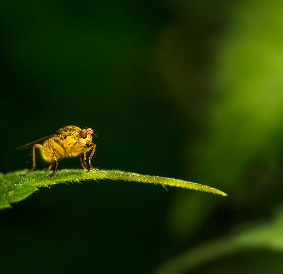 Golden Dung full body view, Netherlands Closeup: <figure class="photo"><a href="https://www.jungledragon.com/image/17402/golden_dung_fly_extreme_closeup_netherlands.html" title="Golden Dung Fly extreme closeup, Netherlands"><img src="https://s3.amazonaws.com/media.jungledragon.com/images/2/17402_thumb.jpg?AWSAccessKeyId=05GMT0V3GWVNE7GGM1R2&Expires=1759968010&Signature=spSYgJM4r5mHu3IXhzGqTYC9Y0k%3D" width="200" height="132" alt="Golden Dung Fly extreme closeup, Netherlands Some details on the making of: if you check the eyes, you see two vague light sources reflected, these are the 2 flash units on my new R1C1 macro flash kit. In this case you see more light coming from the right compared to the left, illuminating the flies&#039; face. Hand-held at F16, ISO 100, means almost no light enters the sensor, so flash really was a must in this case. Europe,Golden dung fly,Heesch,Macro,Netherlands,Scathophaga stercoraria" /></a></figure> Europe,Golden dung fly,Heesch,Macro,Netherlands,Scathophaga stercoraria