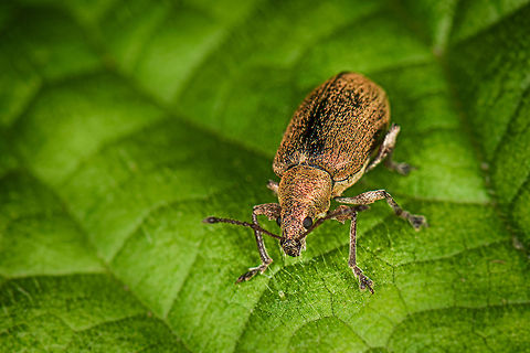 Silver-green Leaf Weevil macro, the Netherlands Snout weevils are terribly hard to identify, so here's my logic for identifying this one. In the Netherlands, there are 476 known species of them. Determining the genus greatly narrows down options. In this case, we can establish this to be the Phyllobius genus (in dutch "leaf snout weevils") based on its habitat, type of snout and because its antennae are on the top of its snout, rather than on the side.  

Phyllobius argentatus dominates this genus, all other species in the genus are related to it, and about 15 of them look extremely alike. Based on length, commonality and tons of reference photos I made the educated guess to identify it as Phyllobius argentatus. Phyllobius argentatus is often green in appearance, yet may be brown, as on this photo. On this photo you can see a couple, showing both colors:

http://www.soortenbank.nl/BIS/insecten/pictures/22_2_o.jpg

Summarizing, I can't be 100% sure, because that would mean I have to dissect it. Europe,Geotagged,Heesch,Macro,Netherlands,Phyllobius argentatus,Silver-green Leaf Weevil,The Netherlands
