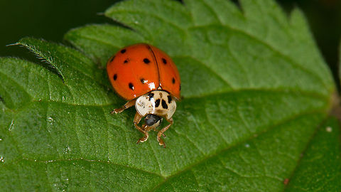 Harmonia axyridis  Europe,Harmonia axyridis,Heesch,Macro,Netherlands