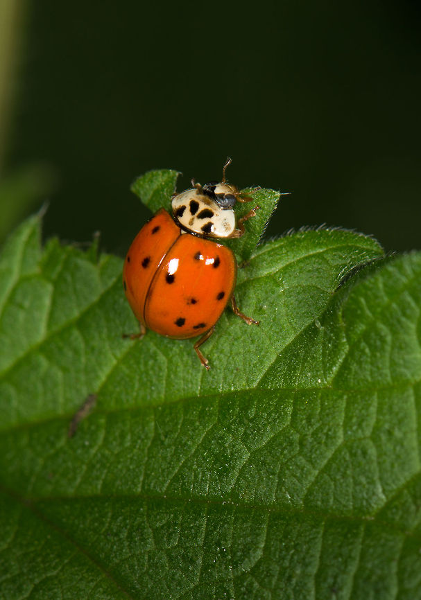 Harmonia axyridis, Heesch, the Netherlands  Europe,Harmonia axyridis,Heesch,Macro,Netherlands